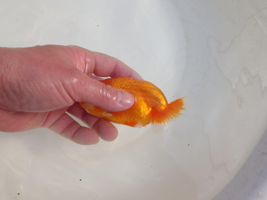 【三重森岡淳也氏】独特の雰囲気!明け二歳らんちゅう約12㎝オス