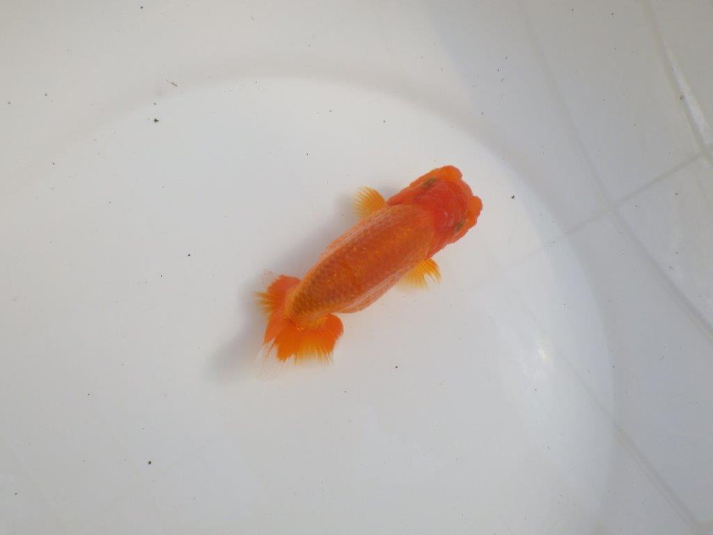 【三重森岡淳也氏】独特の雰囲気!明け二歳らんちゅう約12㎝オス