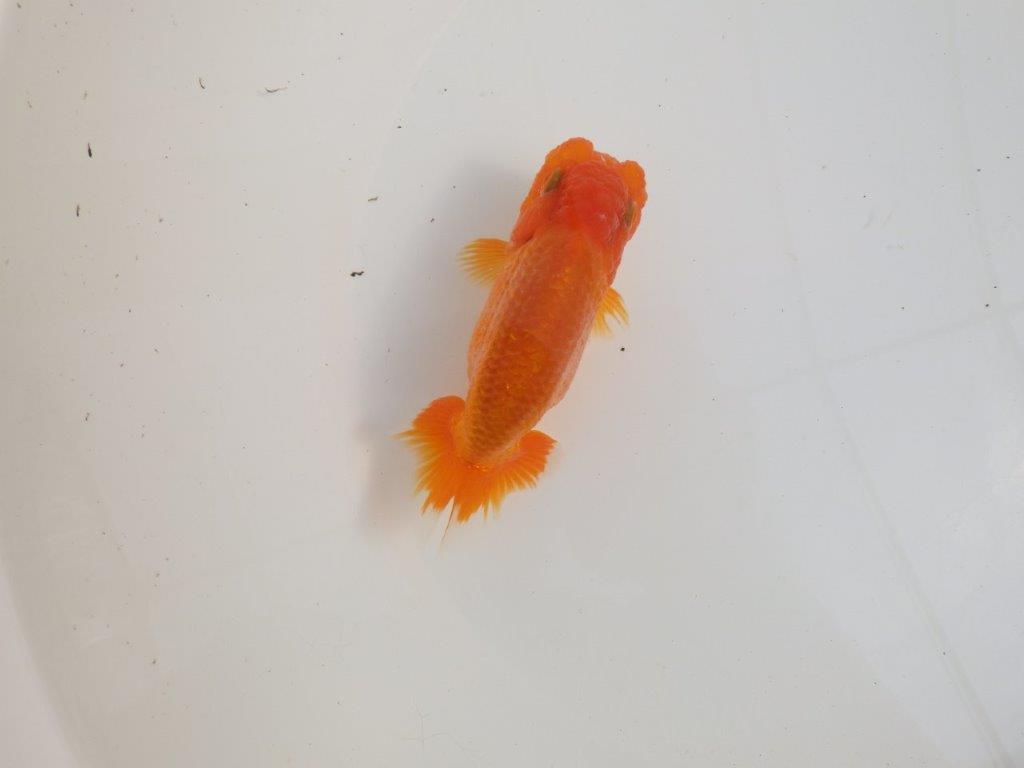 【三重森岡淳也氏】独特の雰囲気!明け二歳らんちゅう約12㎝オス