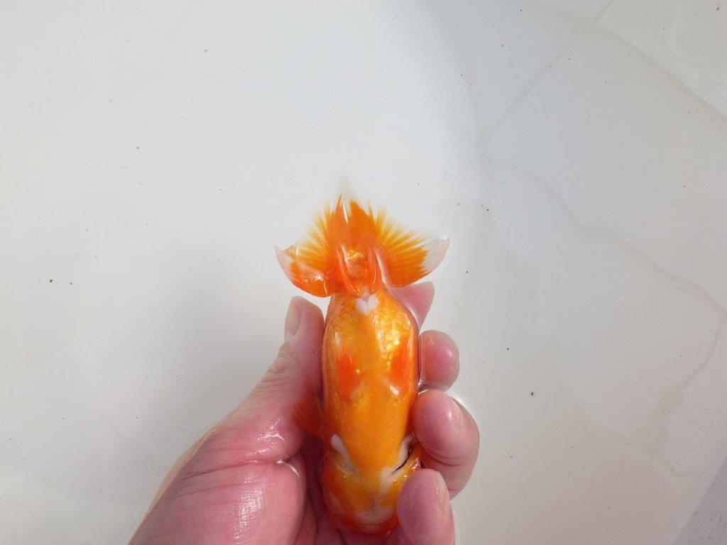 【三重森岡淳也氏】独特の雰囲気!明け二歳らんちゅう約12㎝オス