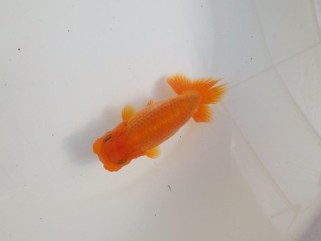 【三重 森岡淳也氏】尾型・尾の雰囲気が良く種にもお勧め明け二歳らんちゅう約13㎝オス?