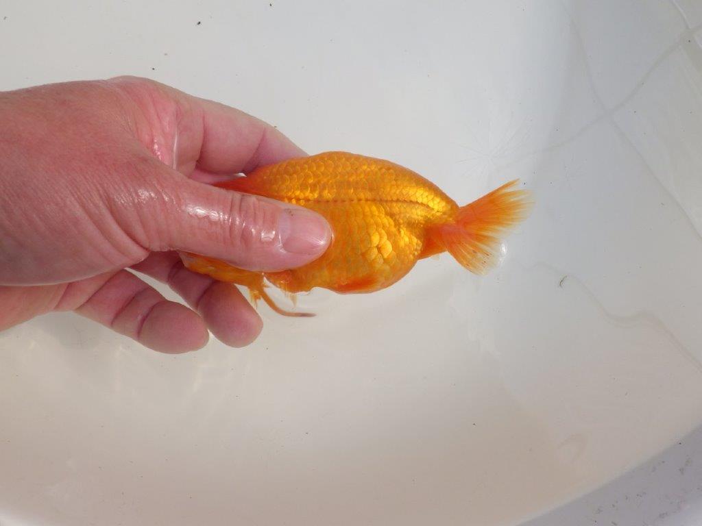 【三重 森岡淳也氏】尾型・尾の雰囲気が良く種にもお勧め明け二歳らんちゅう約13㎝オス?