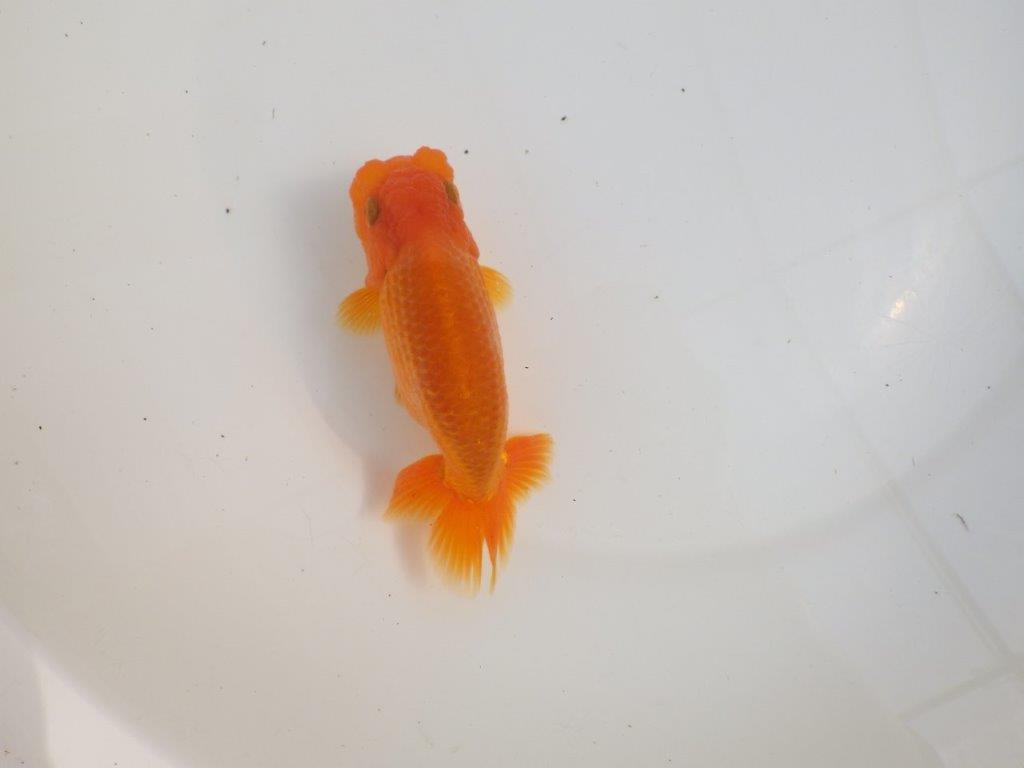 【三重 森岡淳也氏】尾型・尾の雰囲気が良く種にもお勧め明け二歳らんちゅう約13㎝オス?