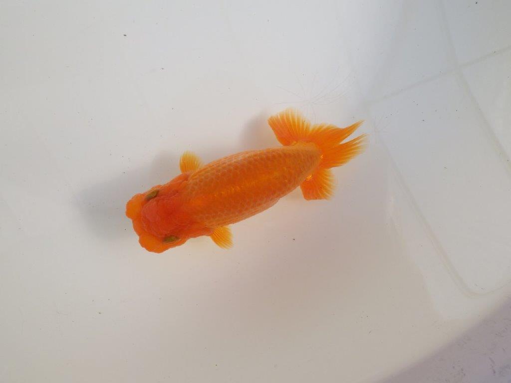 【三重 森岡淳也氏】尾型・尾の雰囲気が良く種にもお勧め明け二歳らんちゅう約13㎝オス?