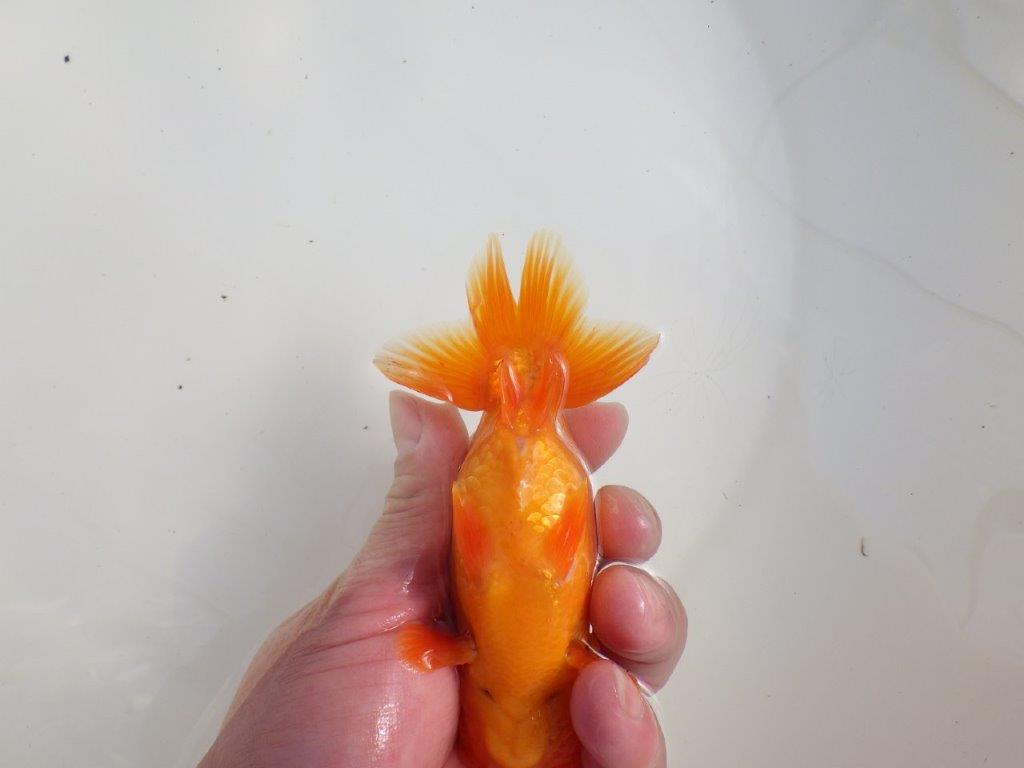 【三重 森岡淳也氏】尾型・尾の雰囲気が良く種にもお勧め明け二歳らんちゅう約13㎝オス?