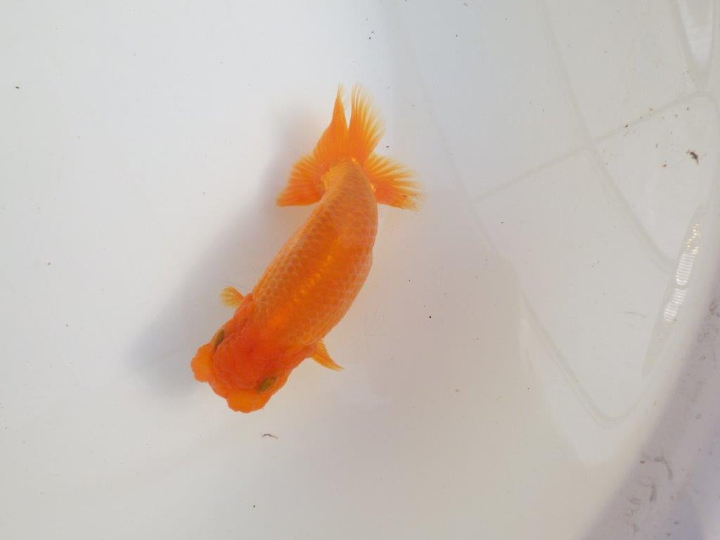 【三重 森岡淳也氏】尾型・尾の雰囲気が良く種にもお勧め明け二歳らんちゅう約13㎝オス?