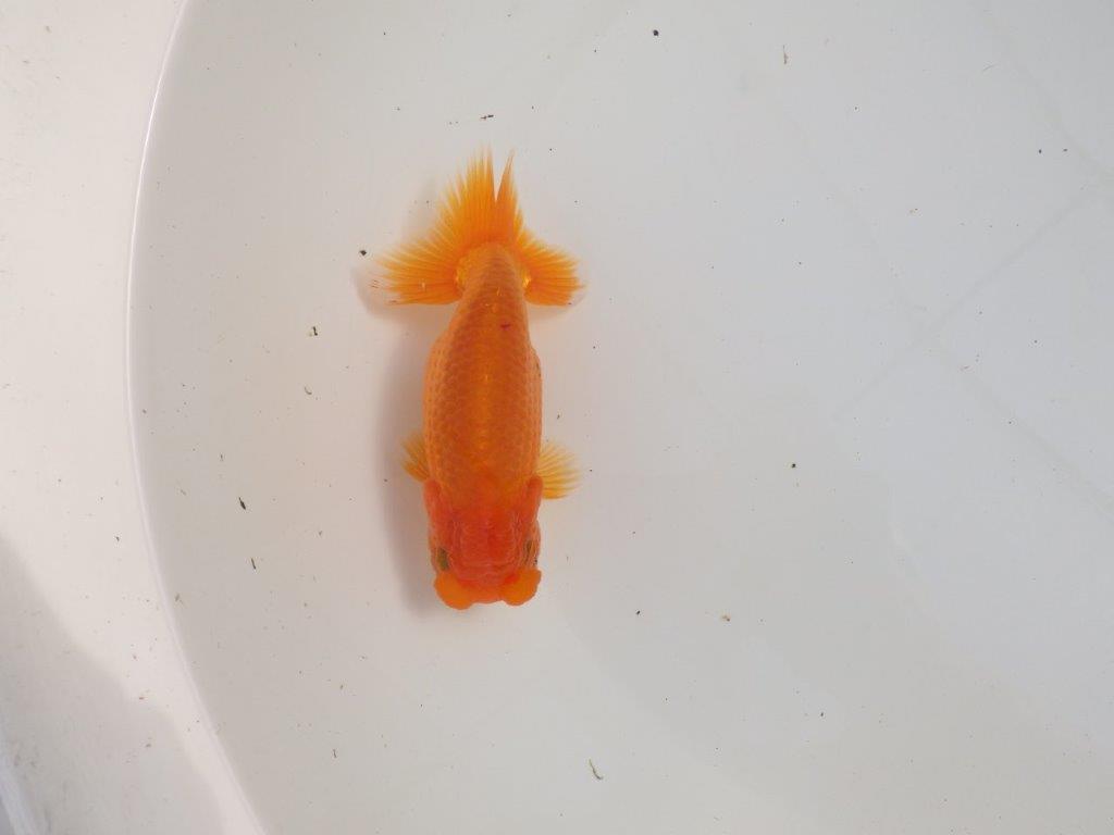 【三重 森岡淳也氏】これからの成長が楽しみな明け二歳らんちゅう約12,5㎝オス?