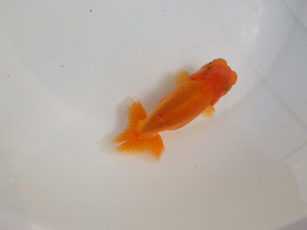 【三重 森岡淳也氏】これからの成長が楽しみな明け二歳らんちゅう約12,5㎝オス?