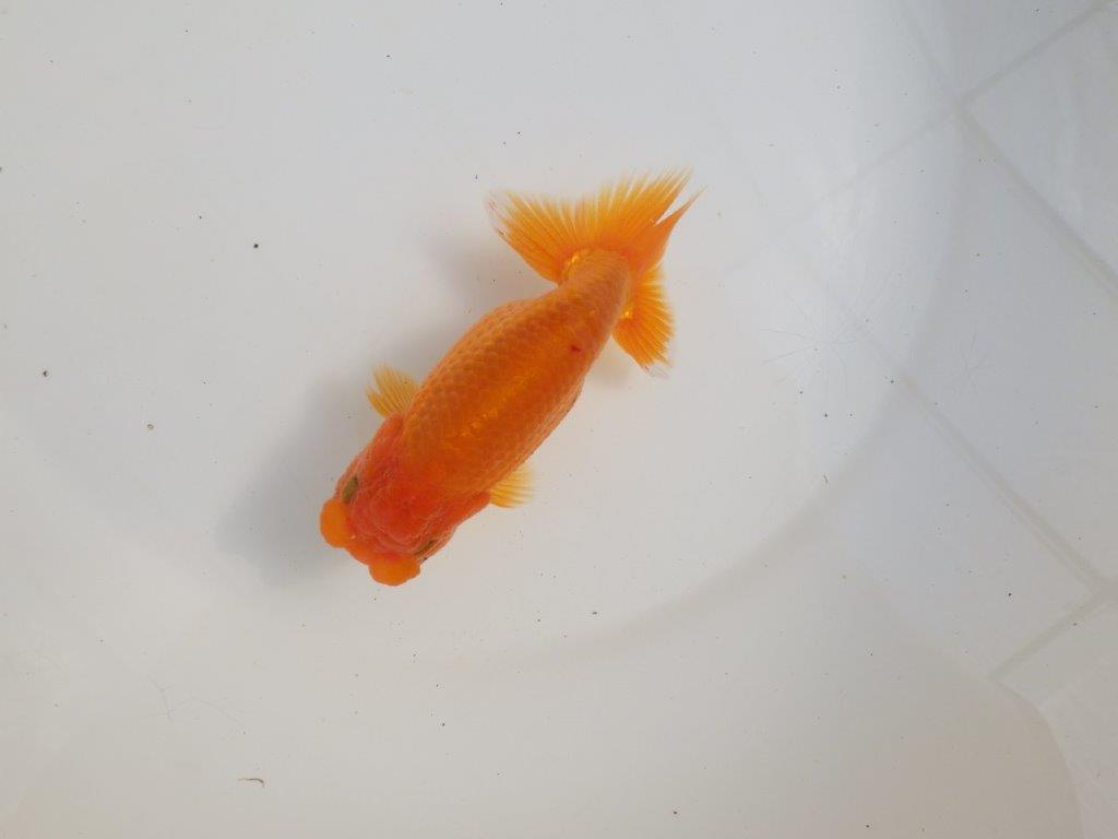 【三重 森岡淳也氏】これからの成長が楽しみな明け二歳らんちゅう約12,5㎝オス?