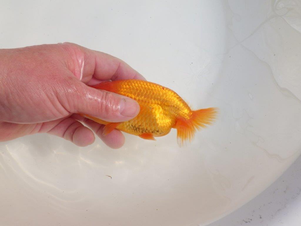 【三重 森岡淳也氏】これからの成長が楽しみな明け二歳らんちゅう約12,5㎝オス?