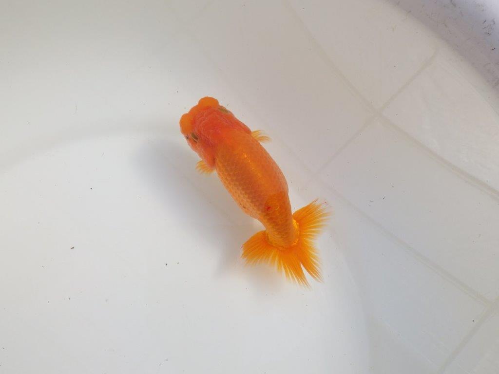 【三重 森岡淳也氏】これからの成長が楽しみな明け二歳らんちゅう約12,5㎝オス?