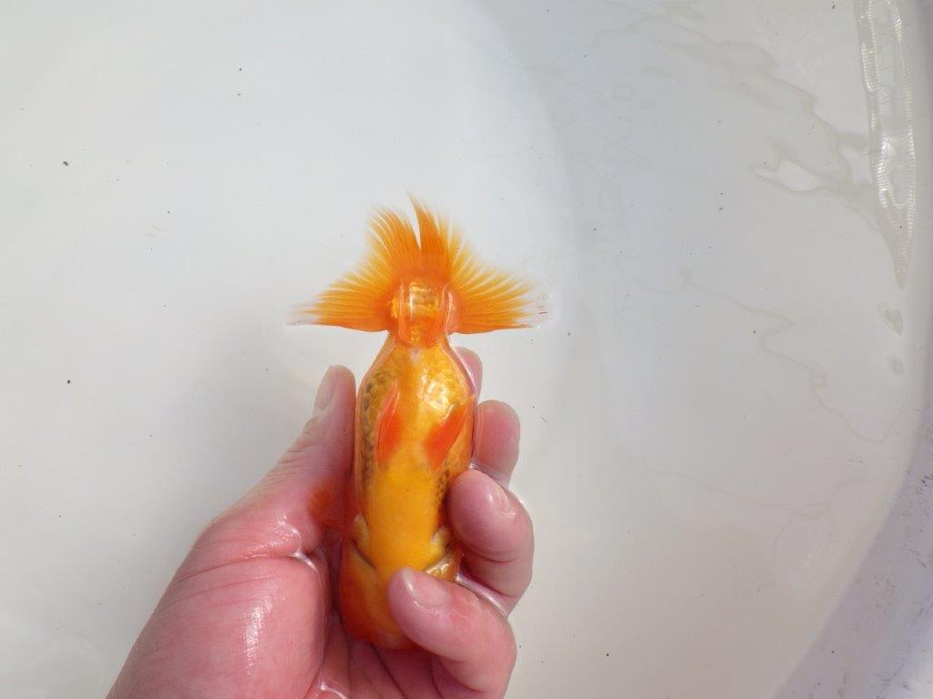 【三重 森岡淳也氏】これからの成長が楽しみな明け二歳らんちゅう約12,5㎝オス?