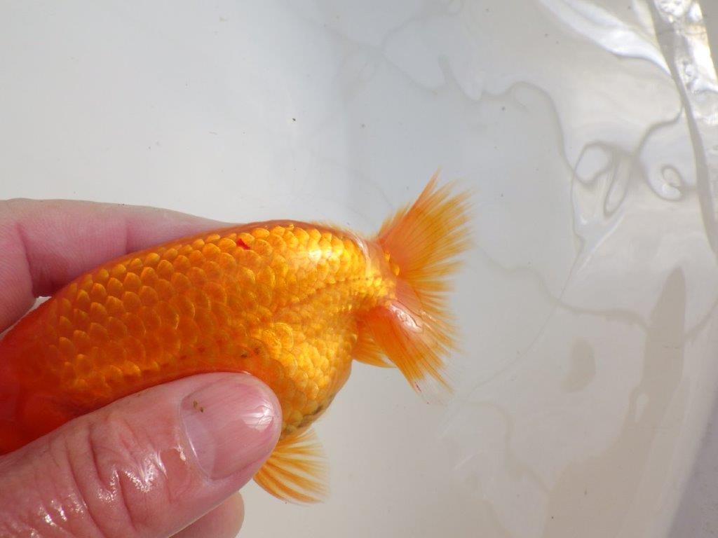 【三重 森岡淳也氏】これからの成長が楽しみな明け二歳らんちゅう約12,5㎝オス?