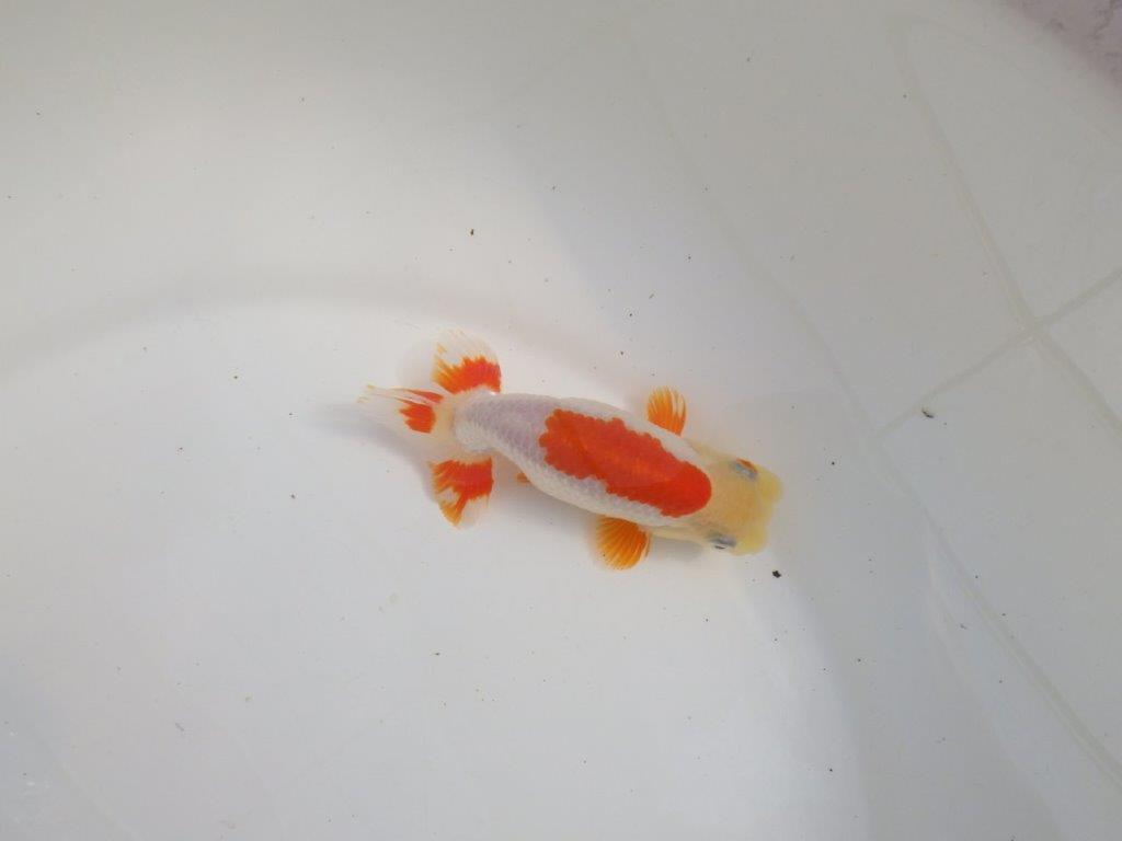 【三重 森岡淳也氏】柄がとても綺麗な明け二歳らんちゅう約11㎝オス？