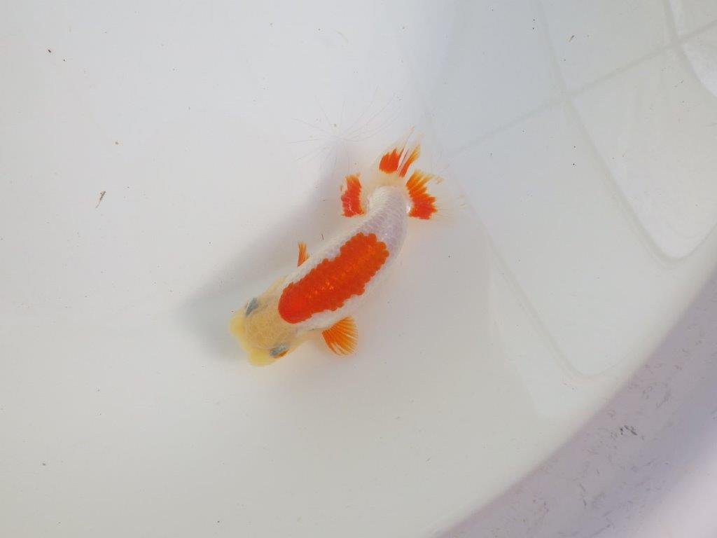 【三重 森岡淳也氏】柄がとても綺麗な明け二歳らんちゅう約11㎝オス？