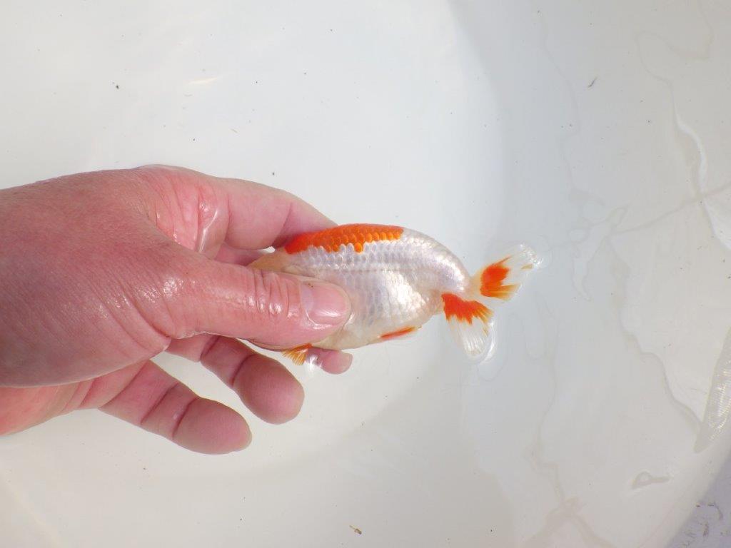 【三重 森岡淳也氏】柄がとても綺麗な明け二歳らんちゅう約11㎝オス？