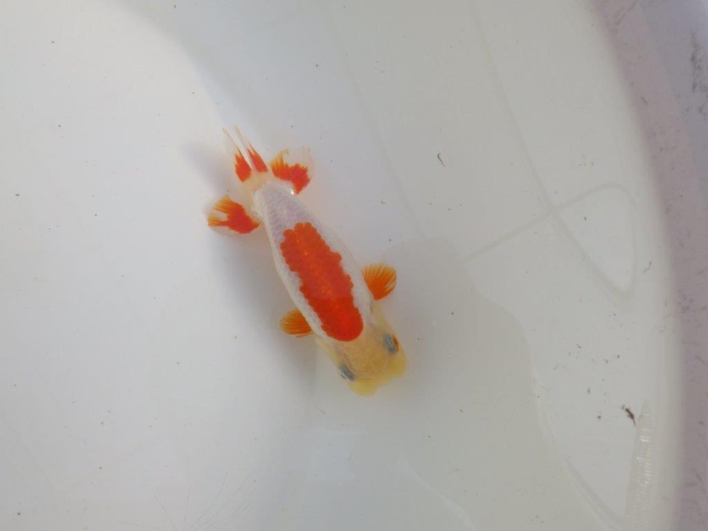 【三重 森岡淳也氏】柄がとても綺麗な明け二歳らんちゅう約11㎝オス？