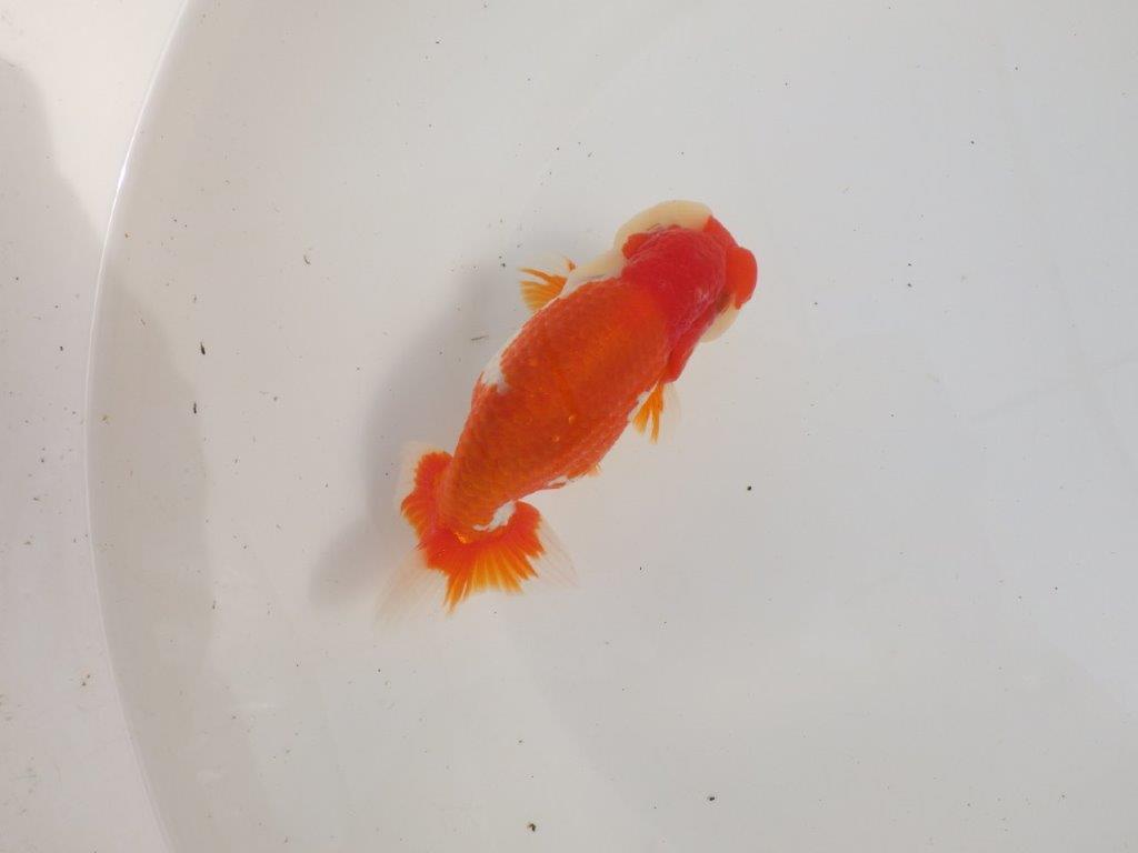 【三重 森岡淳也氏】飼い込みお勧め!明け二歳らんちゅう約13㎝オス?