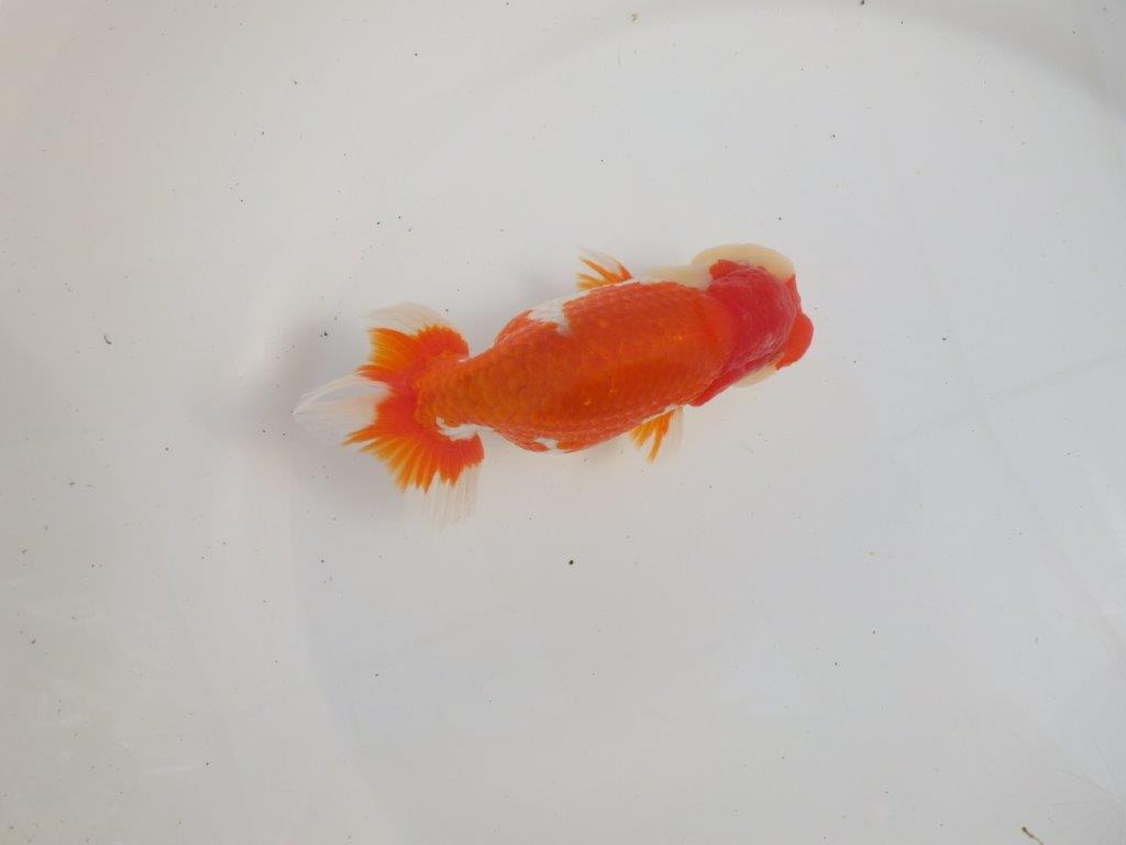 【三重 森岡淳也氏】飼い込みお勧め!明け二歳らんちゅう約13㎝オス?