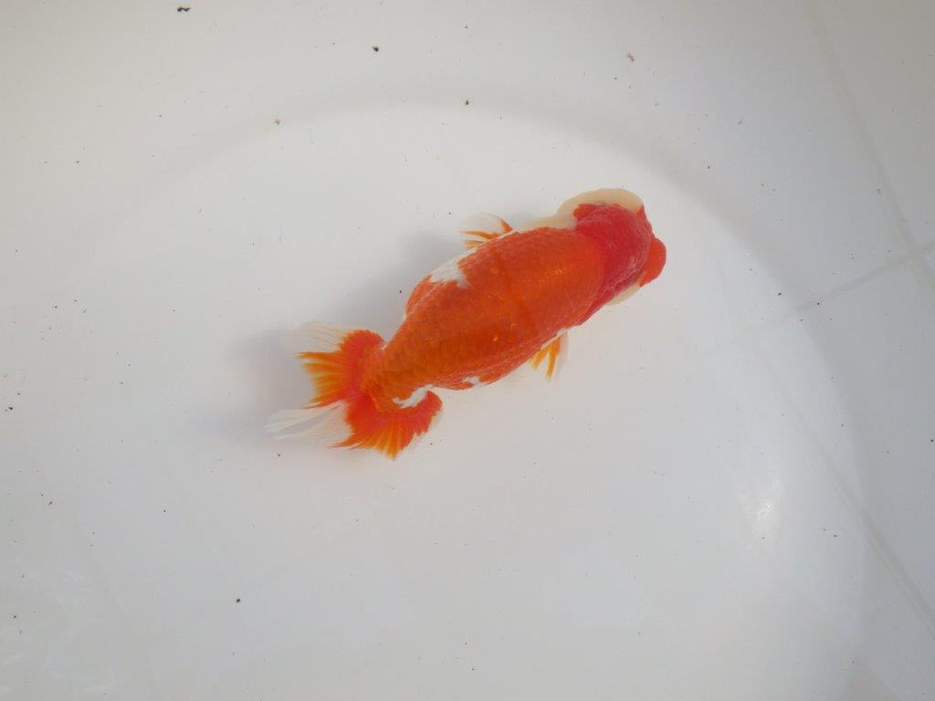 【三重 森岡淳也氏】飼い込みお勧め!明け二歳らんちゅう約13㎝オス?