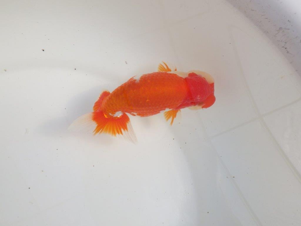 【三重 森岡淳也氏】飼い込みお勧め!明け二歳らんちゅう約13㎝オス?