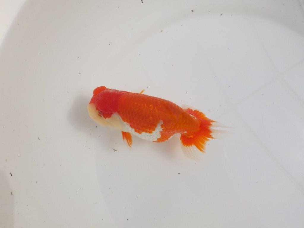 【三重 森岡淳也氏】飼い込みお勧め!明け二歳らんちゅう約13㎝オス?