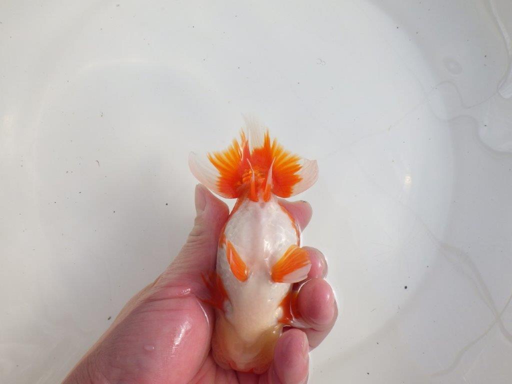 【三重 森岡淳也氏】飼い込みお勧め!明け二歳らんちゅう約13㎝オス?