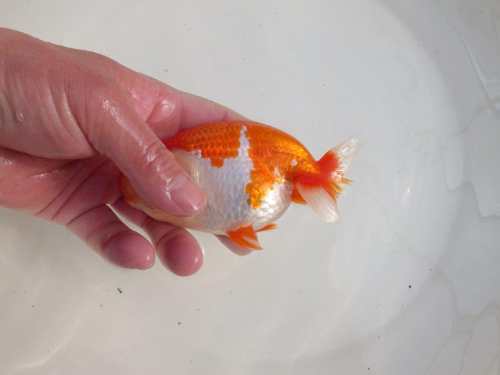 【三重 森岡淳也氏】飼い込みお勧め!明け二歳らんちゅう約13㎝オス?