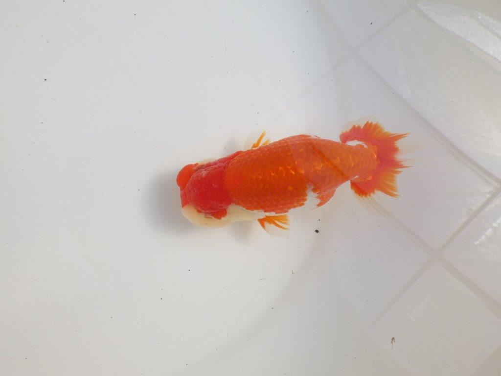 【三重 森岡淳也氏】飼い込みお勧め!明け二歳らんちゅう約13㎝オス?