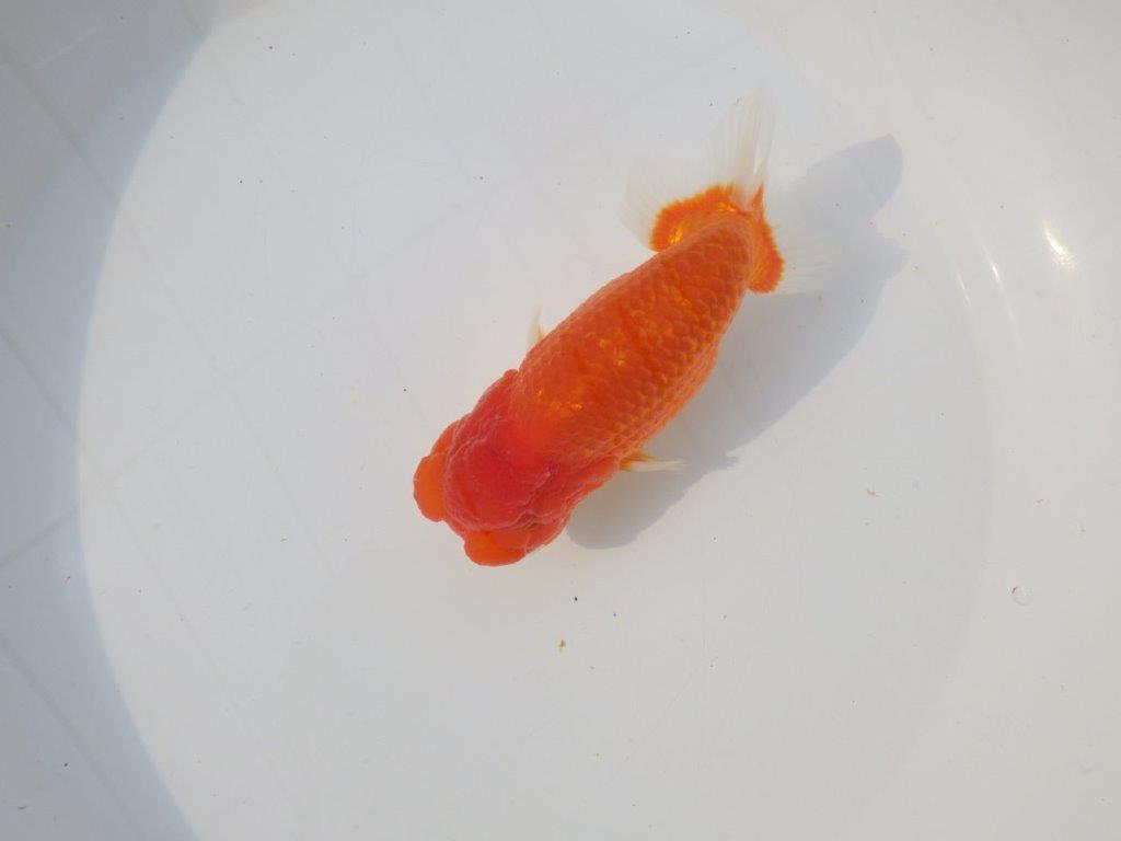 【志摩紅鱗会　二歳会　入賞魚】東前頭四枚目に入賞した明け二歳らんちゅう約14㎝オス