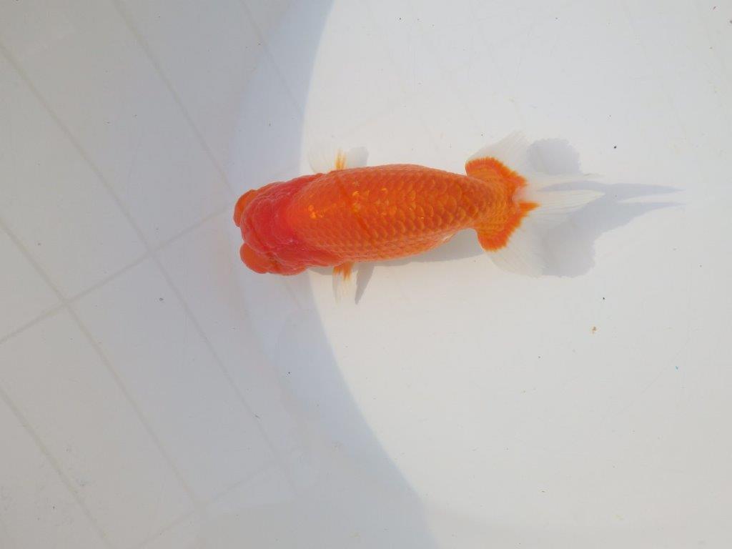 【志摩紅鱗会　二歳会　入賞魚】東前頭四枚目に入賞した明け二歳らんちゅう約14㎝オス