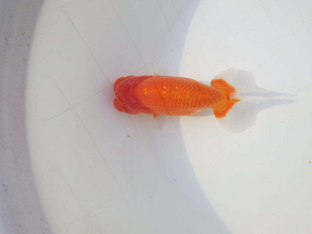 【志摩紅鱗会　二歳会　入賞魚】東前頭四枚目に入賞した明け二歳らんちゅう約14㎝オス