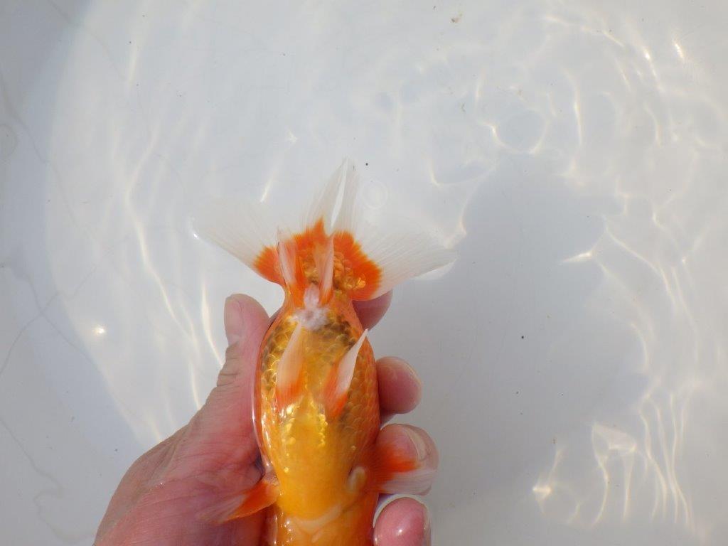 【志摩紅鱗会　二歳会　入賞魚】東前頭四枚目に入賞した明け二歳らんちゅう約14㎝オス