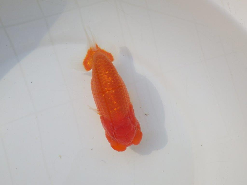 【志摩紅鱗会　二歳会　入賞魚】東前頭四枚目に入賞した明け二歳らんちゅう約14㎝オス