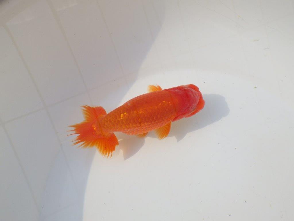 【志摩紅鱗会 二歳会 入賞魚】東前頭三枚目に入賞した明け二歳らんちゅう約13㎝オス