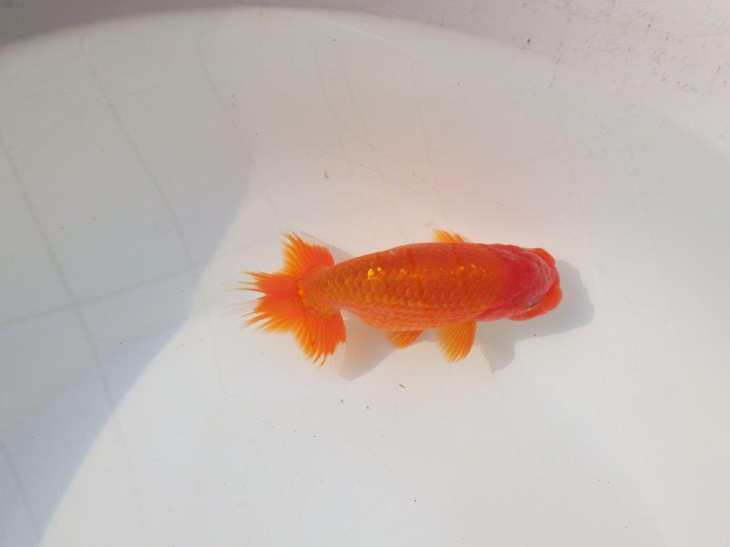 【志摩紅鱗会 二歳会 入賞魚】東前頭三枚目に入賞した明け二歳らんちゅう約13㎝オス