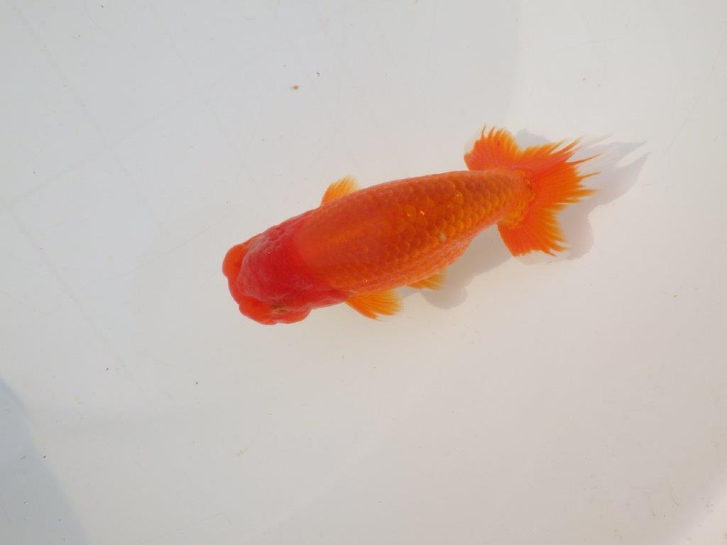 【志摩紅鱗会 二歳会 入賞魚】東前頭三枚目に入賞した明け二歳らんちゅう約13㎝オス