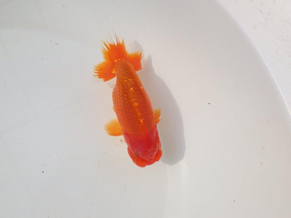 【志摩紅鱗会 二歳会 入賞魚】東前頭三枚目に入賞した明け二歳らんちゅう約13㎝オス