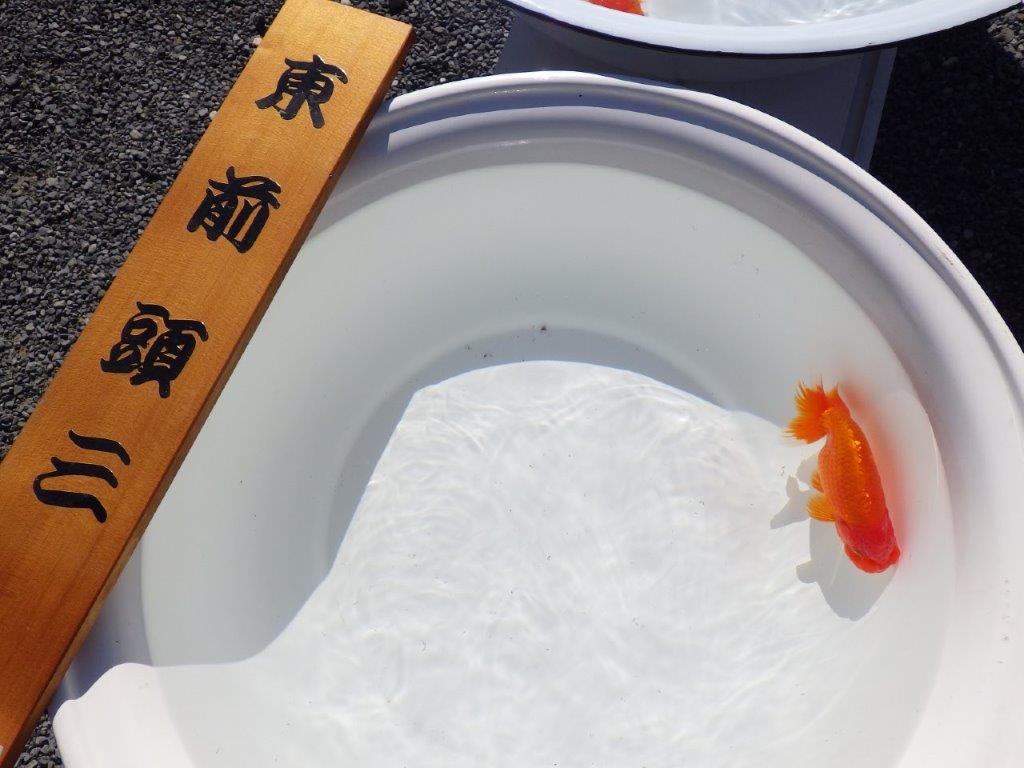 【志摩紅鱗会 二歳会 入賞魚】東前頭三枚目に入賞した明け二歳らんちゅう約13㎝オス