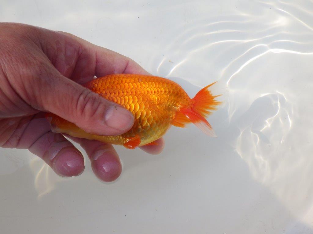 【志摩紅鱗会 二歳会 入賞魚】東前頭三枚目に入賞した明け二歳らんちゅう約13㎝オス