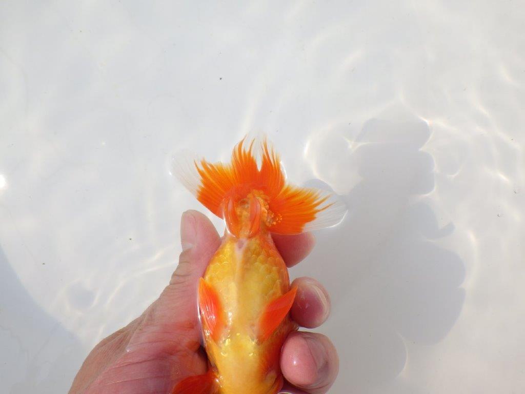 【志摩紅鱗会 二歳会 入賞魚】東前頭三枚目に入賞した明け二歳らんちゅう約13㎝オス