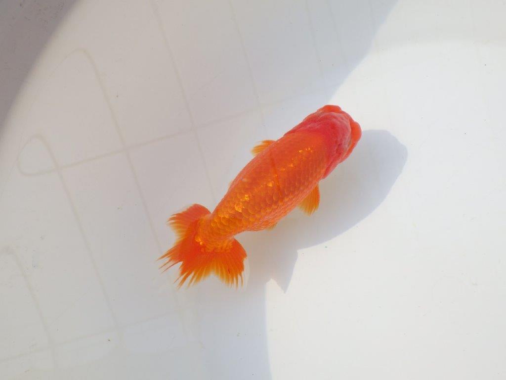 【志摩紅鱗会 二歳会 入賞魚】東前頭三枚目に入賞した明け二歳らんちゅう約13㎝オス