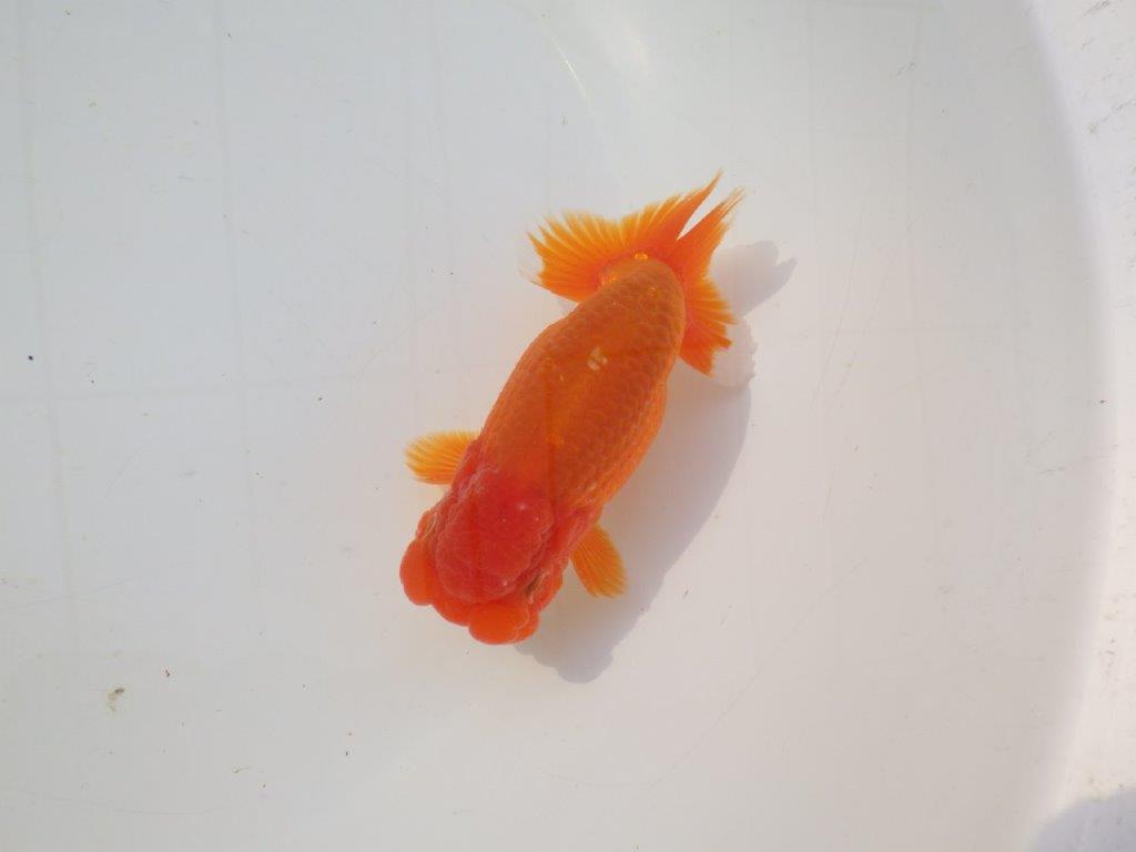 【志摩紅鱗会　二歳会　入賞魚】東前頭一枚目に入賞した明け二歳らんちゅう約12,5㎝オス