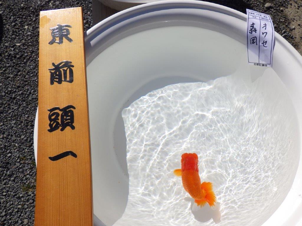 【志摩紅鱗会　二歳会　入賞魚】東前頭一枚目に入賞した明け二歳らんちゅう約12,5㎝オス