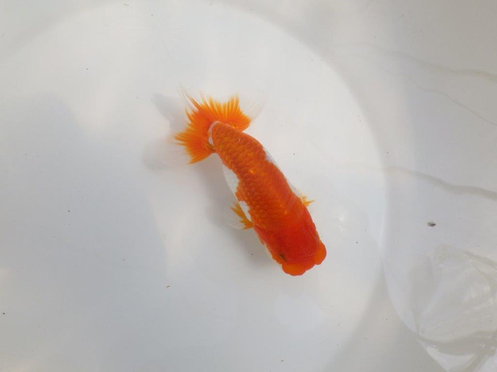 【全国大会東大関獲得系統 】素晴らしいフンタンの 明け二歳らんちゅう 約13,5㎝  オス