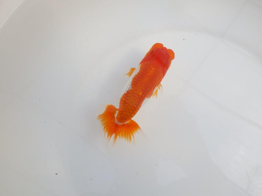 【全国大会東大関獲得系統 】素晴らしいフンタンの 明け二歳らんちゅう 約13,5㎝  オス