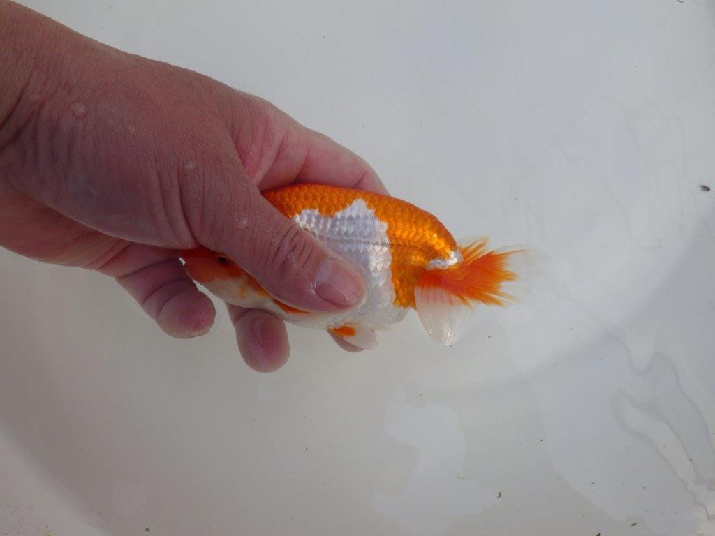 【全国大会東大関獲得系統 】素晴らしいフンタンの 明け二歳らんちゅう 約13,5㎝  オス