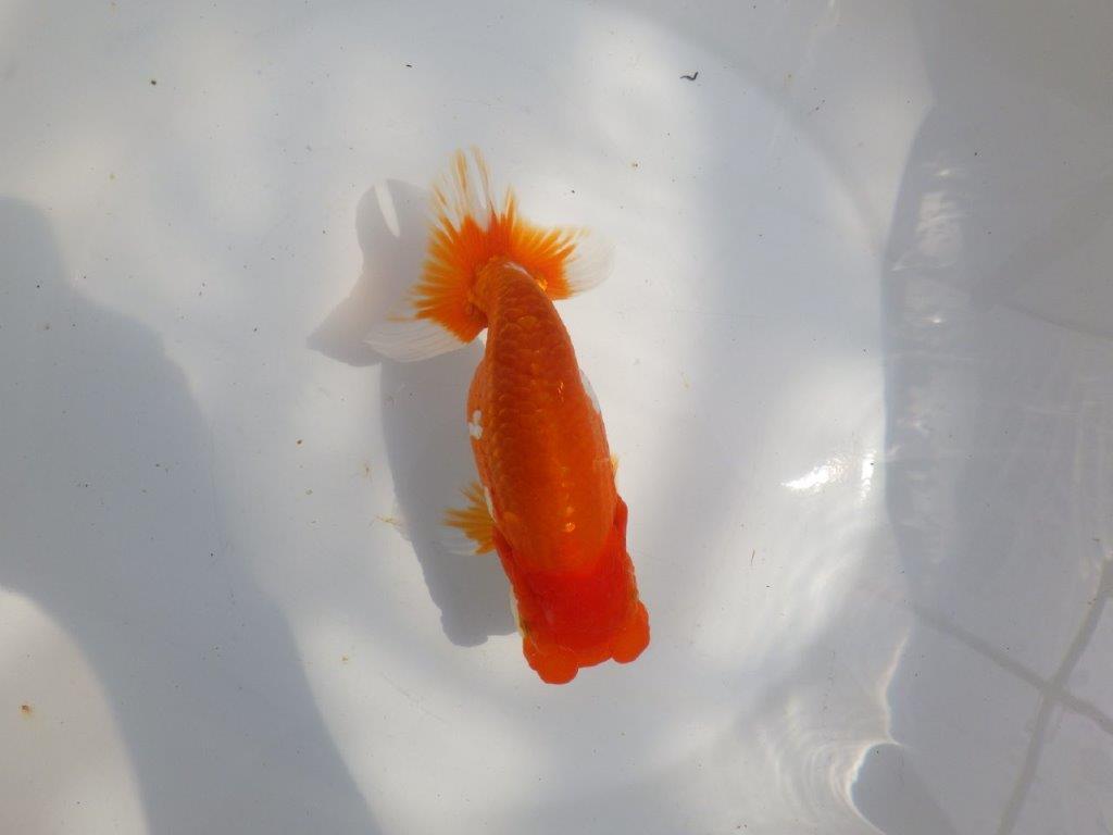 【全国大会東大関獲得系統 】雰囲気が良く見ごたえのある 明け二歳らんちゅう 約16㎝  メス？