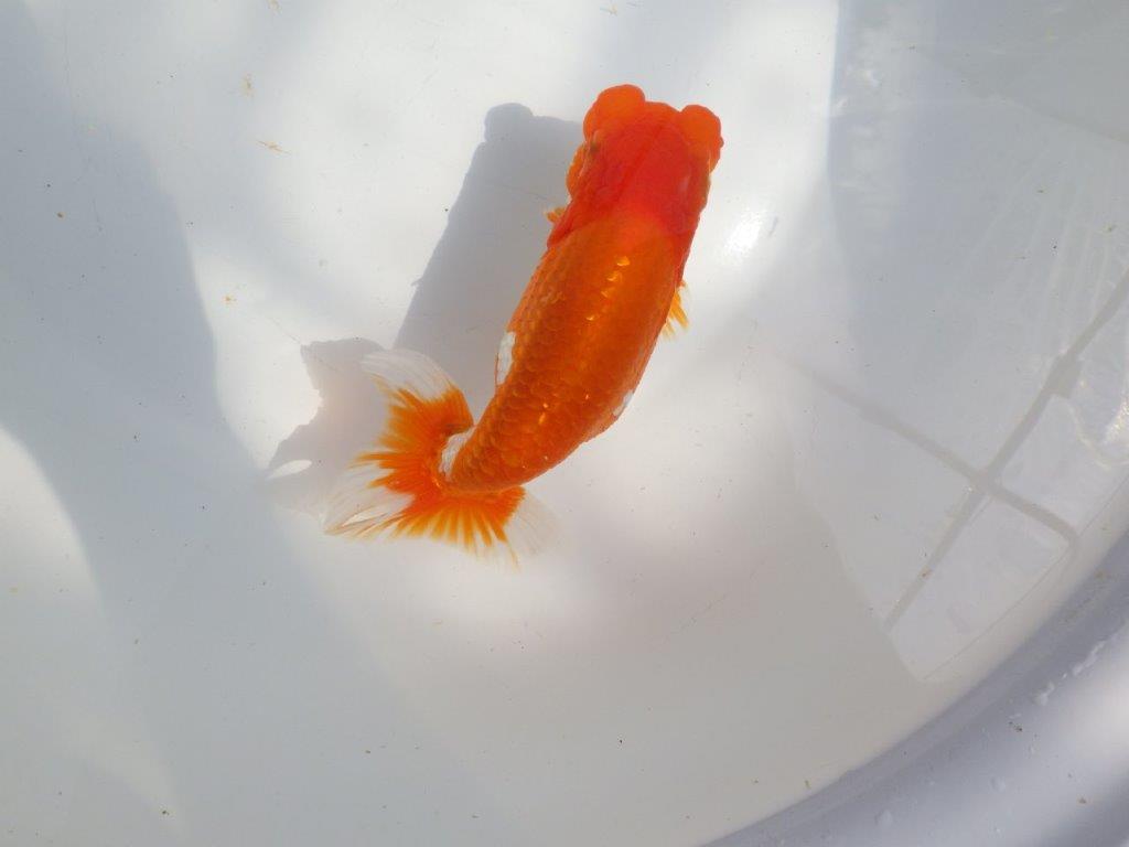 【全国大会東大関獲得系統 】雰囲気が良く見ごたえのある 明け二歳らんちゅう 約16㎝  メス？