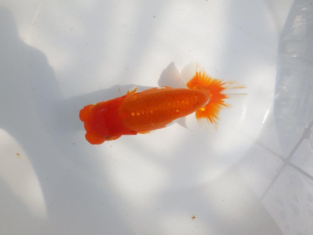 【全国大会東大関獲得系統 】雰囲気が良く見ごたえのある 明け二歳らんちゅう 約16㎝  メス？